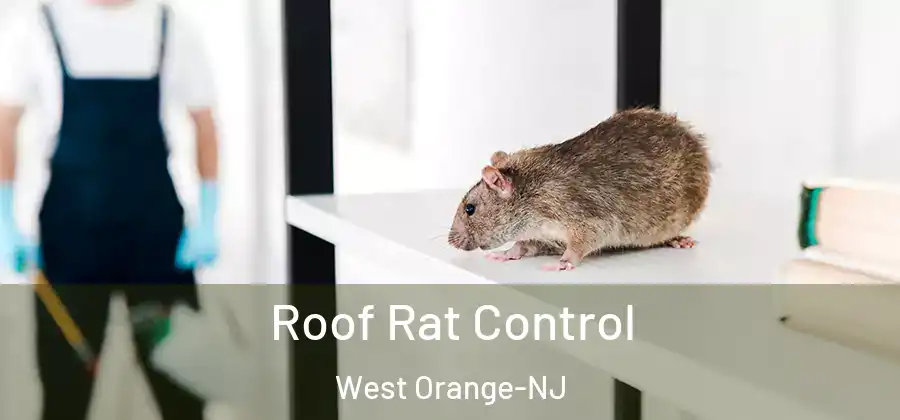 Roof Rat Control West Orange-NJ