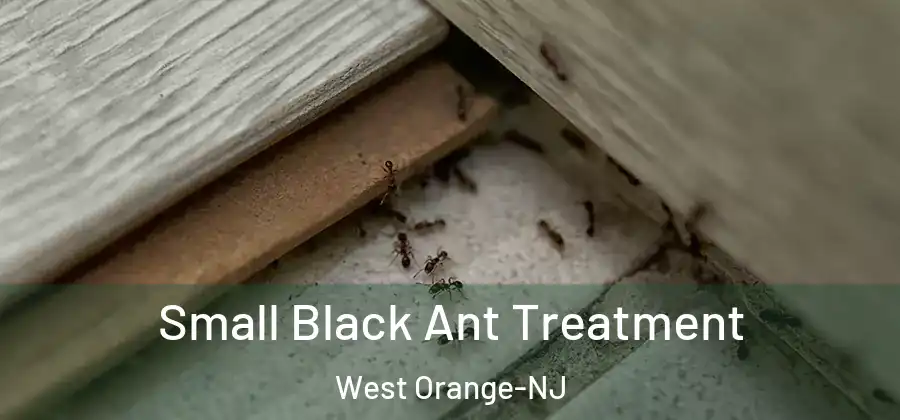  Small Black Ant Treatment West Orange-NJ