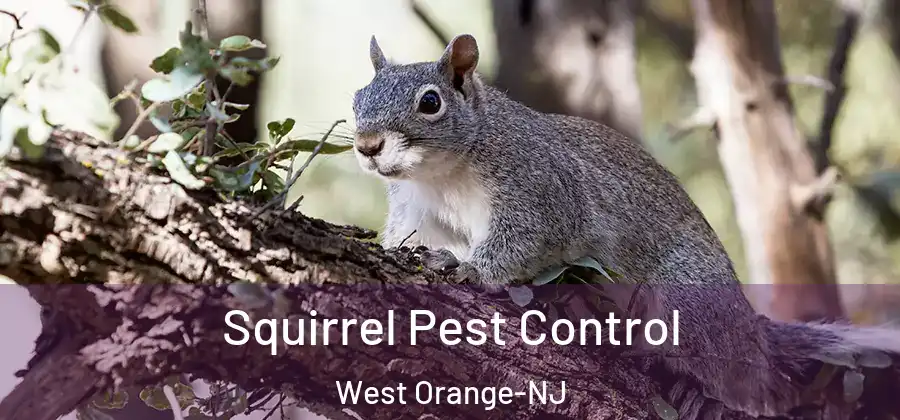 Squirrel Pest Control West Orange-NJ