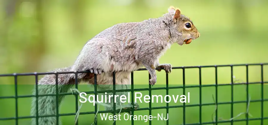 Squirrel Removal West Orange-NJ