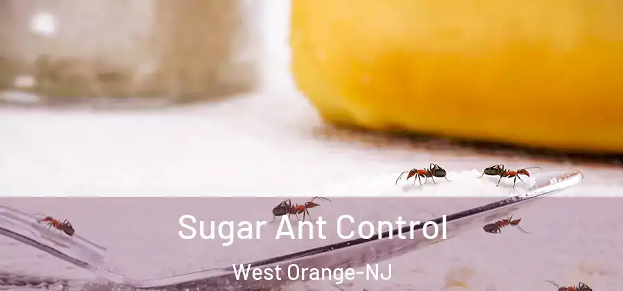 Sugar Ant Control West Orange-NJ
