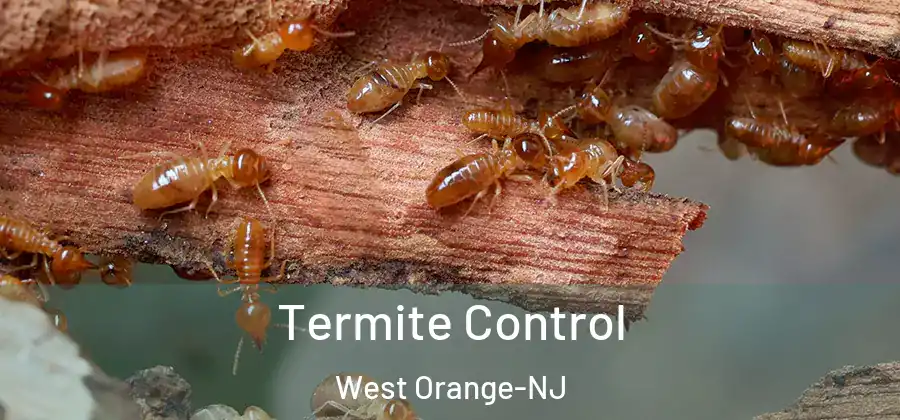 Termite Control West Orange-NJ