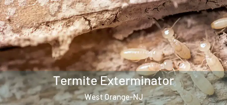 Termite Exterminator West Orange-NJ