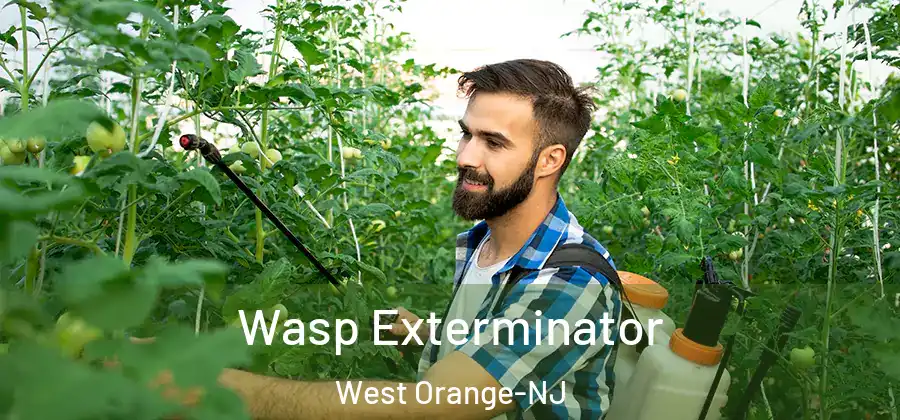  Wasp Exterminator West Orange-NJ