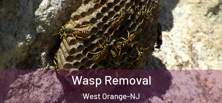 Wasp Removal West Orange-NJ