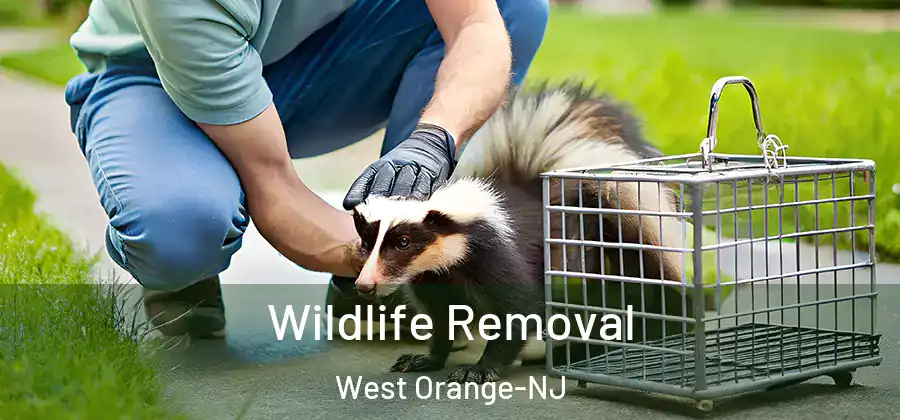  Wildlife Removal West Orange-NJ