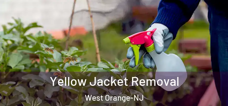 Yellow Jacket Removal West Orange-NJ